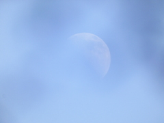 梅園からの上弦の月