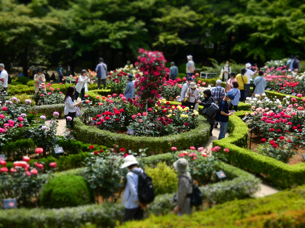 旧古河庭園バラ園