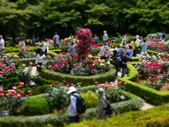 旧古河庭園バラ園