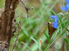 チャバネセセリ