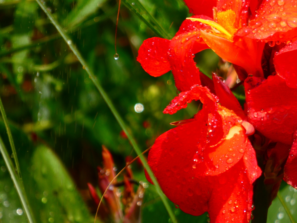 お水をもらうカンナ