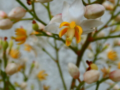南天の花