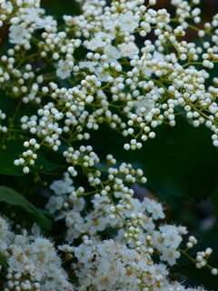 蕾と花