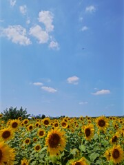 向日葵と赤トンボ