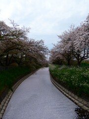 桜回廊と長い花筏