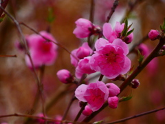 桃の節句 花桃（４）