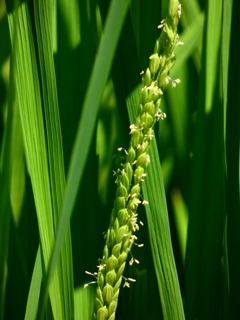 稲の花