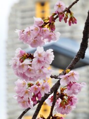 安行寒桜