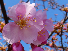 春の目覚め