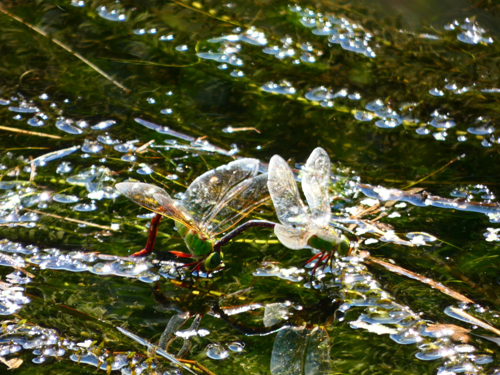 別つがいの産卵