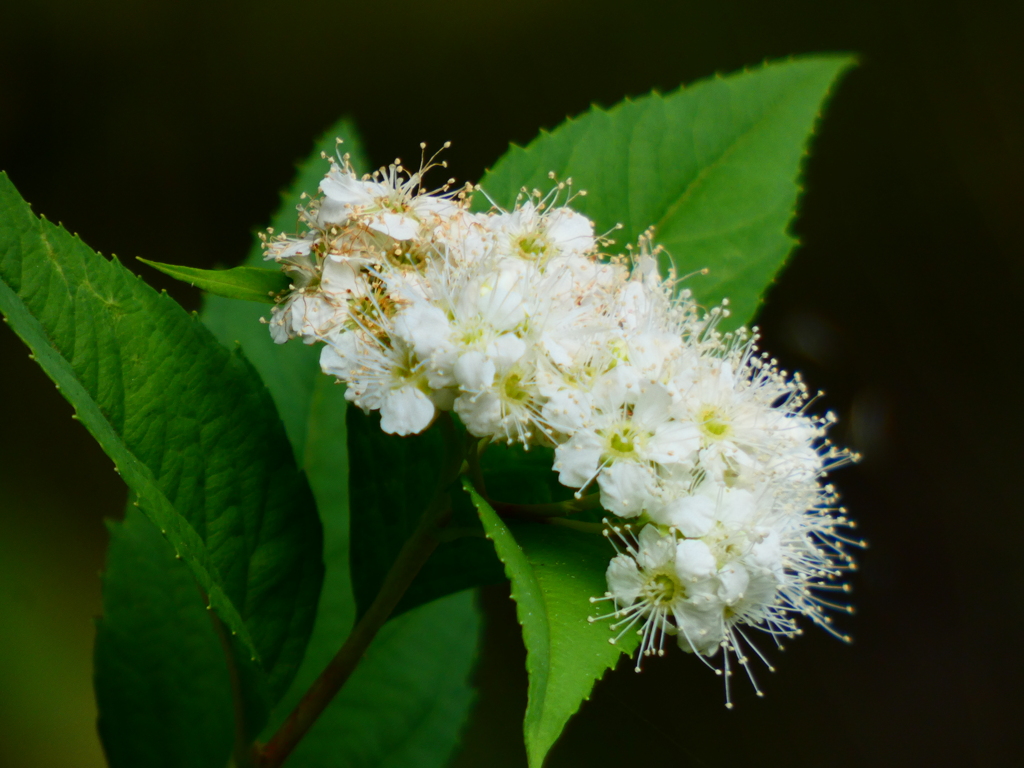 シロバナシモツケ