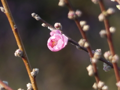 花桃一輪