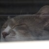 47日ぶりの窓猫