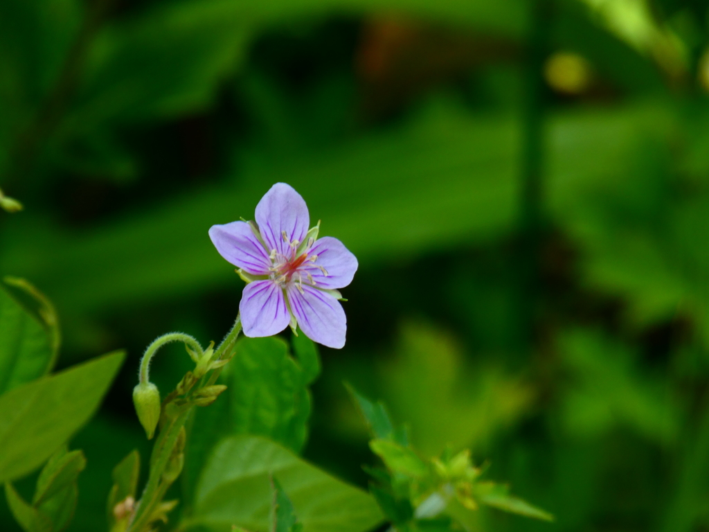 紅紫色花のゲンノショウコ