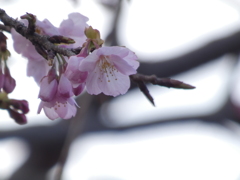 大寒桜