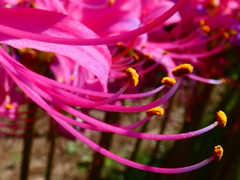 リコリス（７）