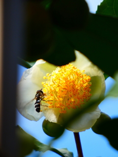 チャノキとハナアブ