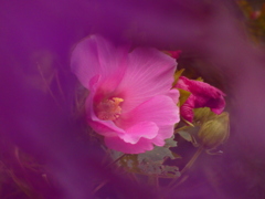 アメジストセージを前景に