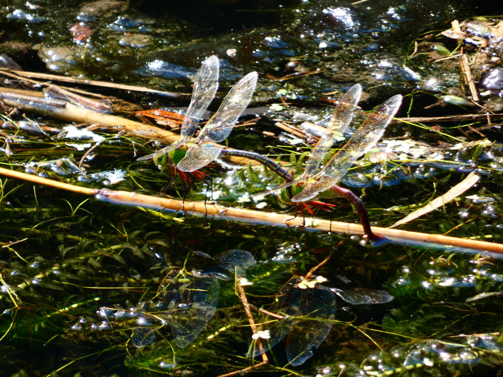 ギンヤンマの産卵