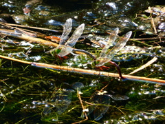 ギンヤンマの産卵
