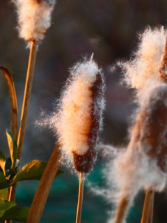 夕陽に染まるガマの穂