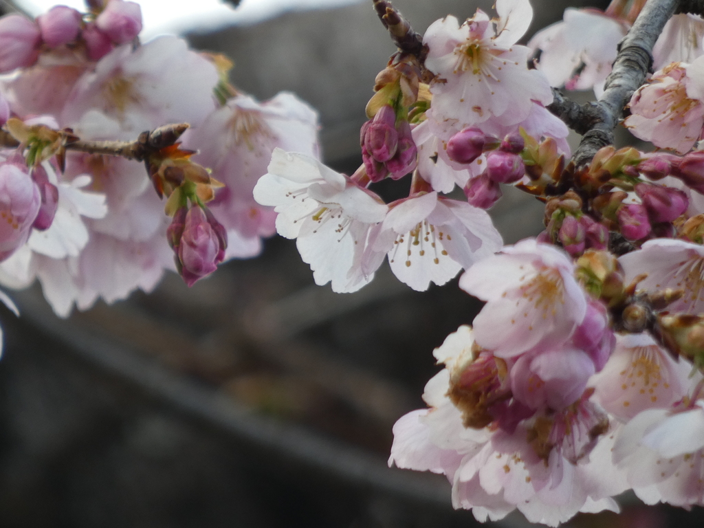 安行寒桜