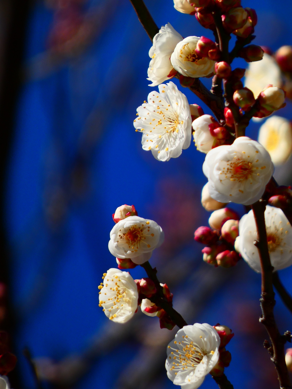 八重冬至咲いた