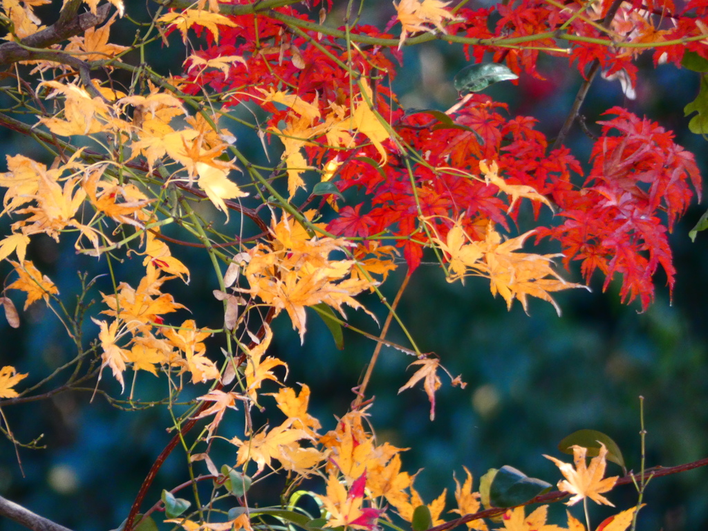 黄葉と紅葉