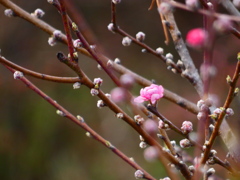 桃の節句に寄せて（２）