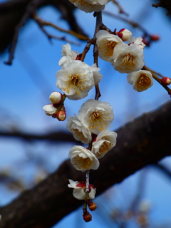 仕事上がりの花と緑の振興センター