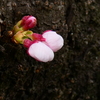 ソメイヨシノ 蕾