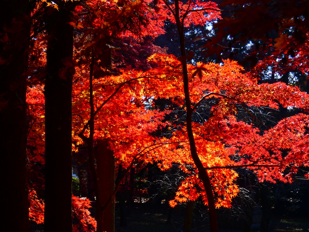 黄紅葉眺望