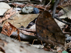 飛び上がった枯れ葉