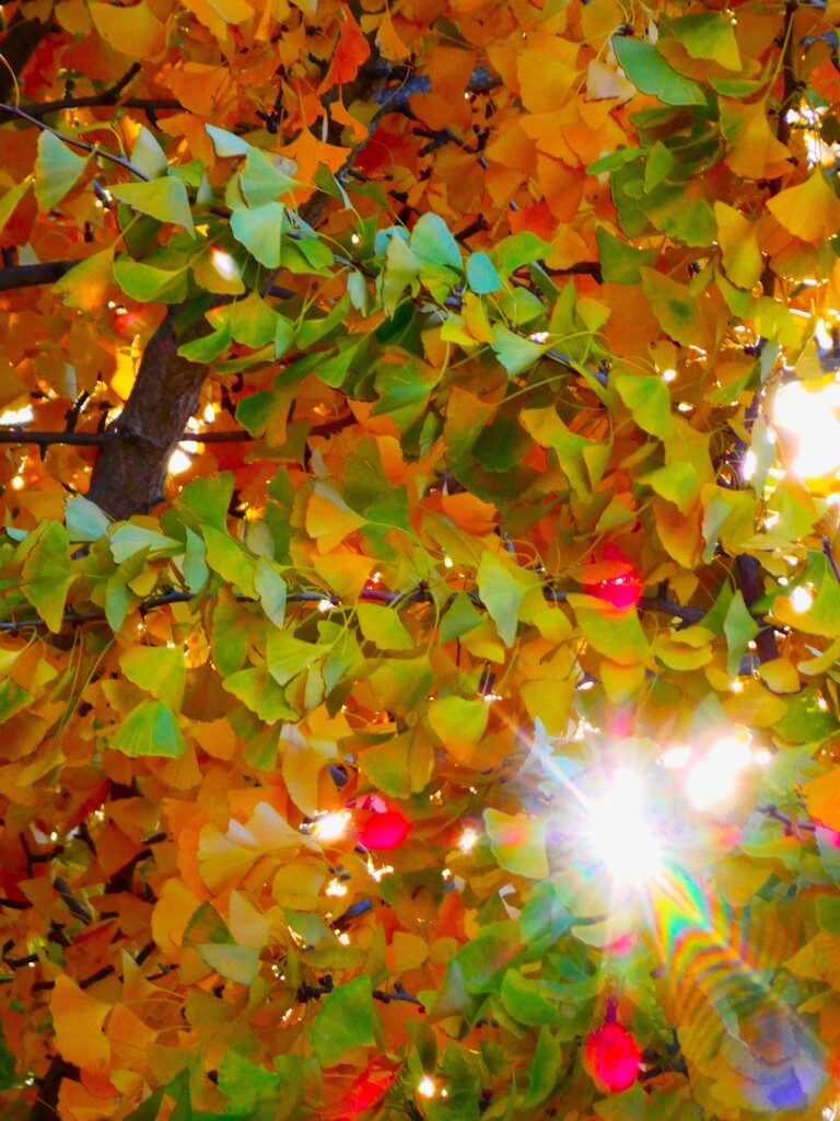 黄葉と光条