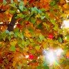 黄葉と光条