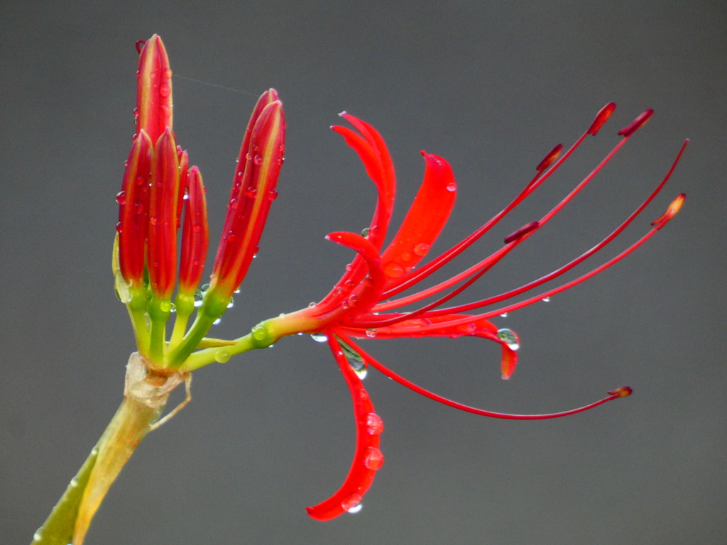 見沼代用水西縁 彼岸花2025（10）