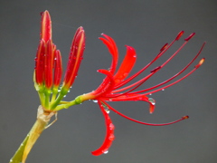 見沼代用水西縁 彼岸花2025（10）