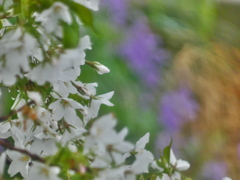 雨の中の桜 ー大島桜（４）－