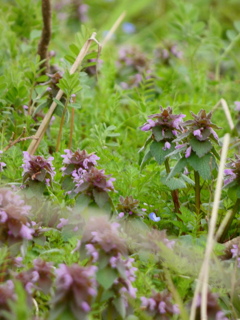 白花を探しながら