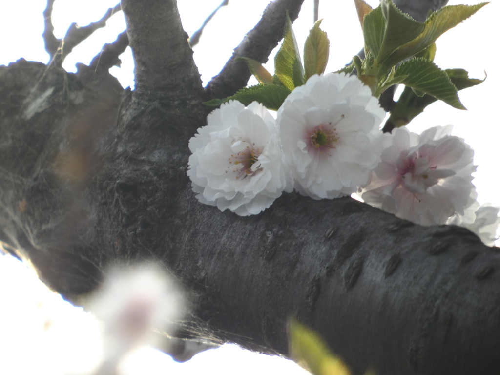 さくらの日 十月桜春の部