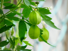 雷雨前のフウセンカズラ