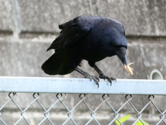 初物の獲物