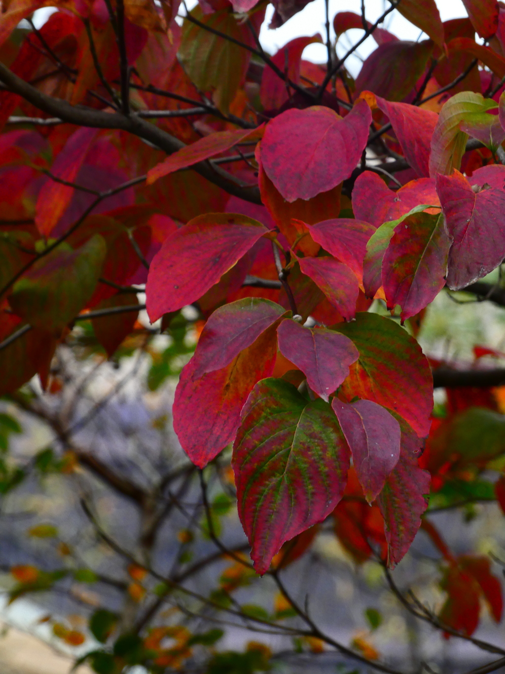 ハナミズキの紅葉