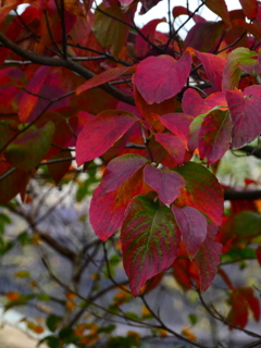 ハナミズキの紅葉