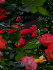 生垣の薔薇（11）