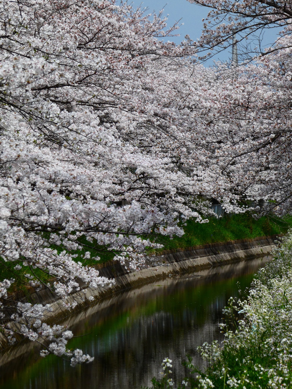 両岸からの桜