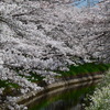 両岸からの桜