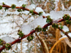 雪ユキヤナギ