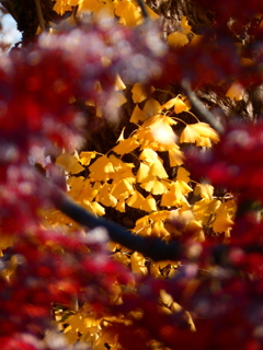 もみじ越しのイチョウ
