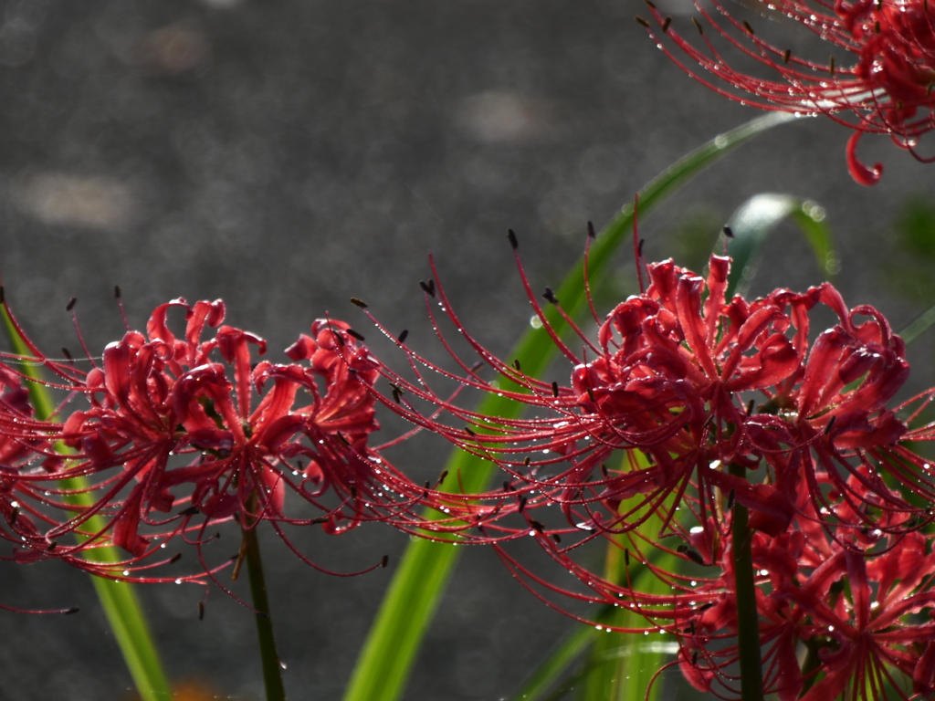 鮮明な水滴 不鮮明な玉ボケ
